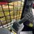 2025 Cat 275XE High Flow Cab A/C Track Skidsteer Loader 13 Hours 15 thumbnail