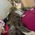 Free cats 3 thumbnail