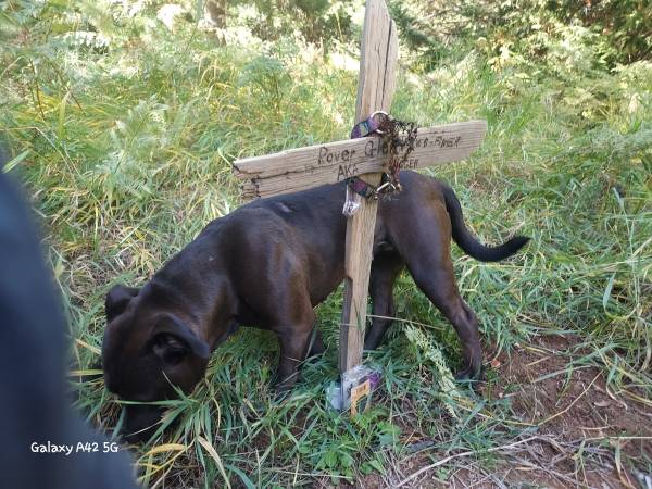 Female xl bully (Pullman)64192696744835120