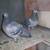 Homing Pigeons 5 thumbnail