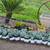 🌵 Parry’s Agave Century Cactus Plants  (Sago Palms too) 1 thumbnail