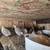 Quail hens 2 thumbnail