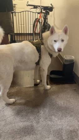 Free husky (Woodinville)63826637313027124