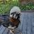 Chickens-Rare Tolbunt Polish Rooster For Rehoming 2 thumbnail