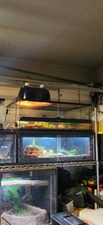 Multiple reptile enclosures (Priceville)64151734861955120