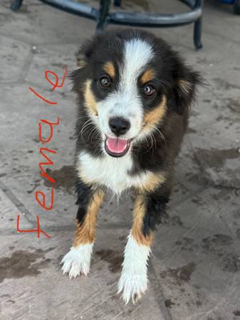 Toy australian shepherd 1