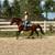 Versatile Warmblood Gelding for Sale 5 thumbnail
