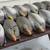 Duck Decoys (One Dozen) 1 thumbnail