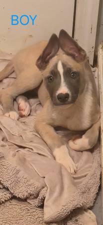 G. Shepherd/Malinois Puppies - 300 USD (Stone Mountain)63470457297283120