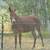 5 year old mule 1 thumbnail