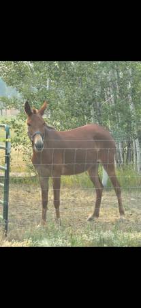 5 year old mule 1