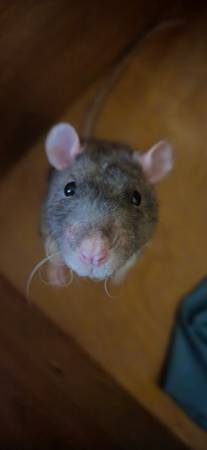 2 ratas machos más jaula $50 (Salem NH)63656365152259120