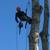 JOSE TREE CARE  SERVICE___________________________ALL SAN JOSE ,N 1 thumbnail