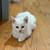 Russian white cat 1 thumbnail