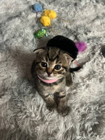 Scottish Fold/ Scottish Straight Kittens64281287002114121