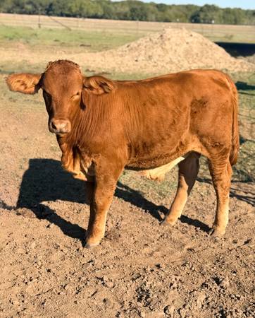 Beefmaster Bull 1