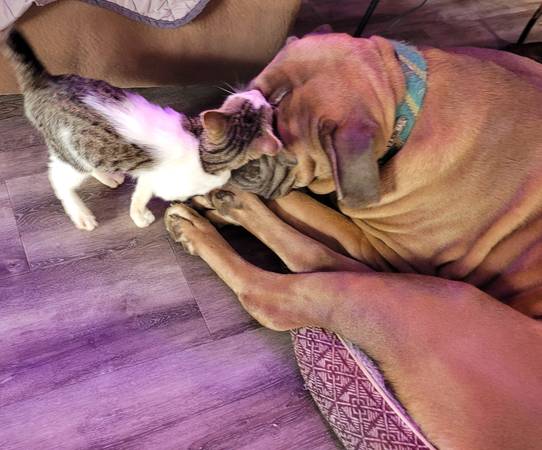 Patches the bobtail kitten63688881253121122