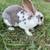 available Beautiful Rex doe’s available 4 thumbnail