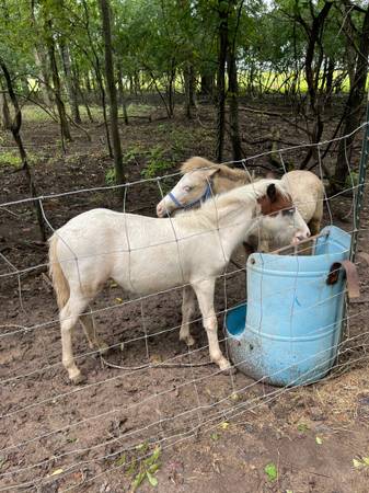 Ponies- 2- fillies 1- colt. (Boling, Tx)63859313952513122