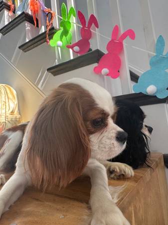 Sweet Cavalier King Charles need rehoming63670004534659120