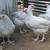 🐔 4-Month-Old Chickens for Sale! 2 thumbnail