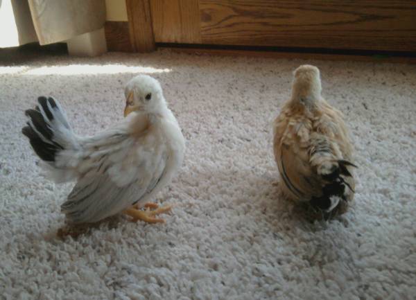 Serama chicks avalible 1