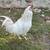 Rooster needs a new flock 2 thumbnail