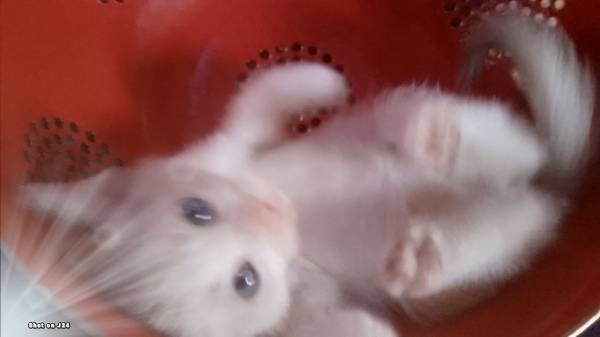 8 week old kittens need furever home (Yucca Valley)63658100818049123