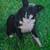 Pet portraits 7 thumbnail