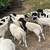 Dorper Sheep 20 thumbnail