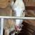 Super nice beginner friendly riding and driving haflinger gelding 6 thumbnail