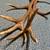 Beautiful European red deer antlers 4 thumbnail