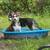 7 month huskies 6 thumbnail