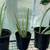 Aloe Vera Succulents Sale 1 thumbnail