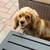 Cocker Spaniel Dog 2 thumbnail