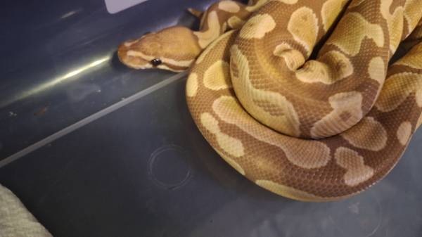 Ultramel ball python (Hillsboro)63842373669123121