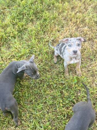 American bully tricolored, and Merle (Bloomington)64147996479489121