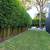 Gracilis Bamboo ~ Premier Clumping Bamboo for Privacy 4 thumbnail