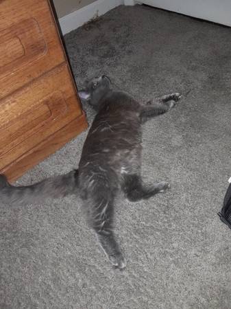 Free to a good home Gray Maine Coon (Greeneville)63903464352642121