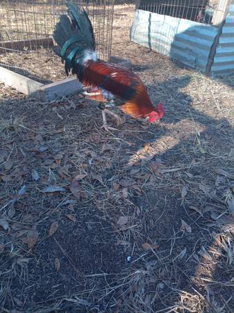 Round heads available 1