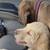 Chesapeake Bay Retriever puppy 1 thumbnail