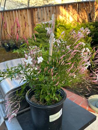 Pink Jasmine (Very strong Fragrance) - $49 (san jose south)63471367856515124
