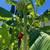banana trees 3-6' tall 7 thumbnail