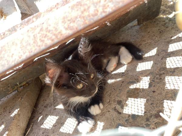 HELP TO RE-HOME 2 KITTENS63679359462273123