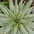 Agave Joe Hoak ~ Rare 1 thumbnail
