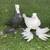 Fancy Pigeons 1 thumbnail