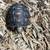 Redfoot Tortoise 2 thumbnail