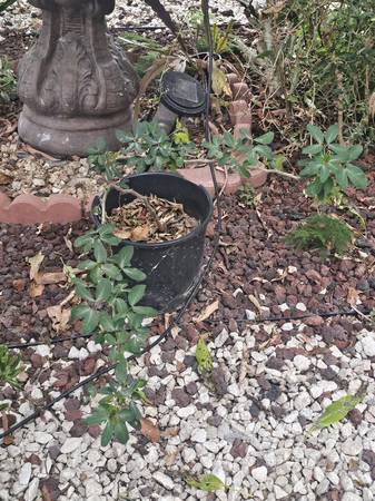 Sweet guamuchil tree (South Gate)63829759342595120