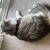 Cat Rehome due to severe allergies 4 thumbnail