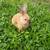 8 lop Rex new Zealand mix males 6 thumbnail